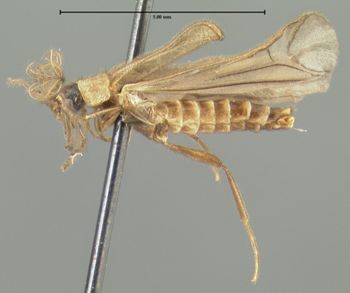 Media type: image;   Entomology 32302 Aspect: habitus lateral view